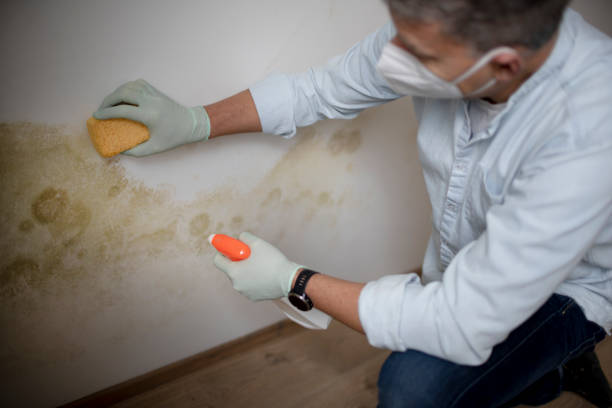 Mold Documentation for Insurance Claims in Coldspring, TX